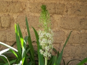 Eucomis pole evansii